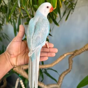 Rare Blue Lacewing Indian Ringneck – Hand-Raised & Hand-Tame!