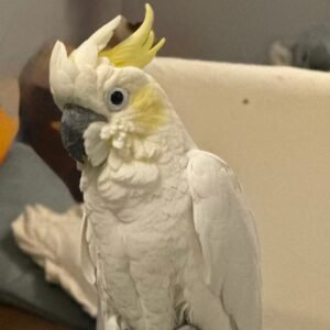 YELLOW-CRESTED COCKATOO