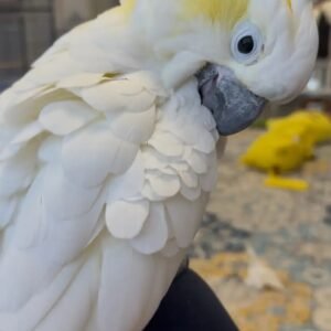COCKATOO