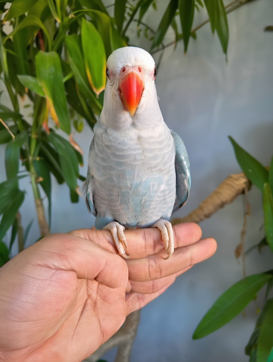 Rare Blue Lacewing Indian female Ringneck – Hand-Raised & Hand-Tame! - Image 2