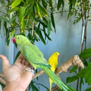 GREEN INDIAN RINGNECK ONE YEAR OLD HAND RAISED AND HAND TAME