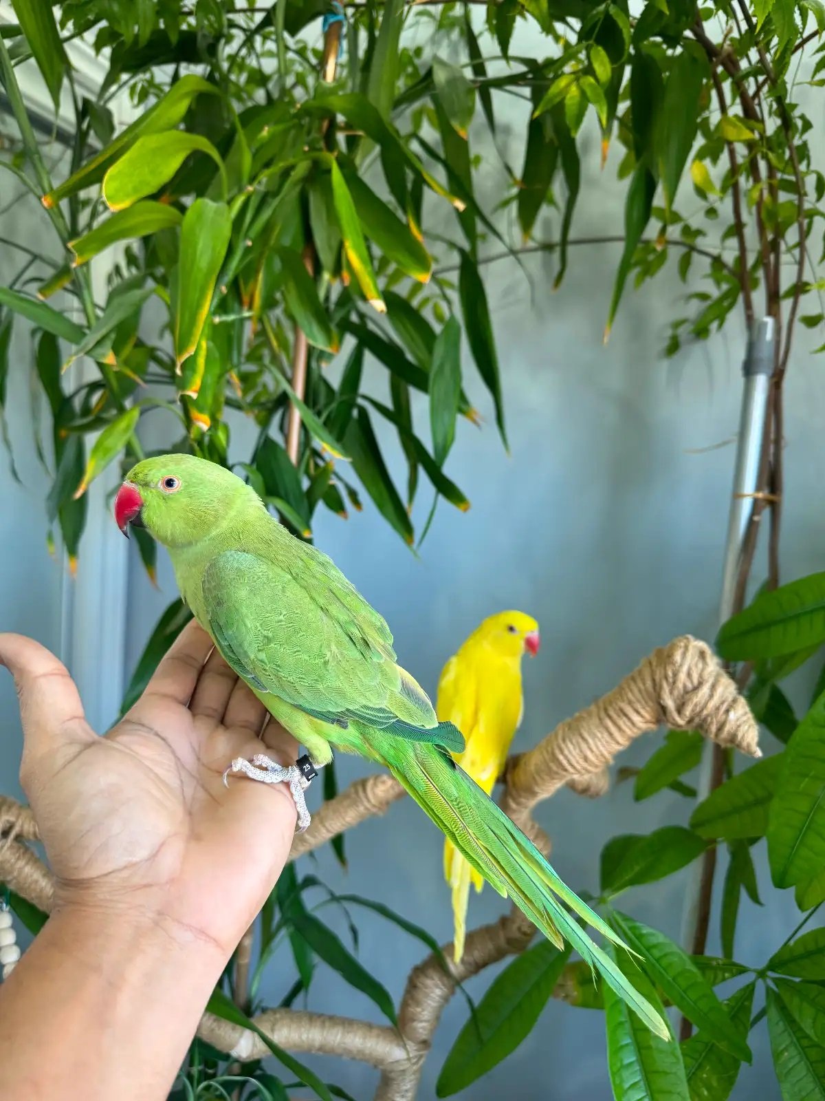 GREEN INDIAN RINGNECK ONE YEAR OLD HAND RAISED AND HAND TAME