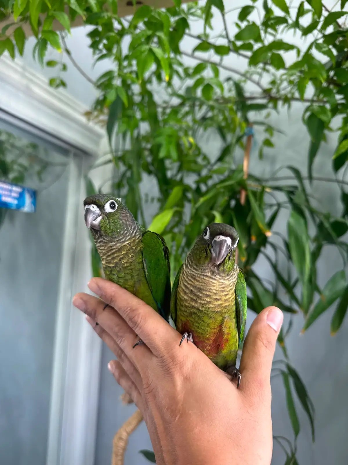 Beautiful Green Cheek Conure – Tame & Affectionate - Image 2