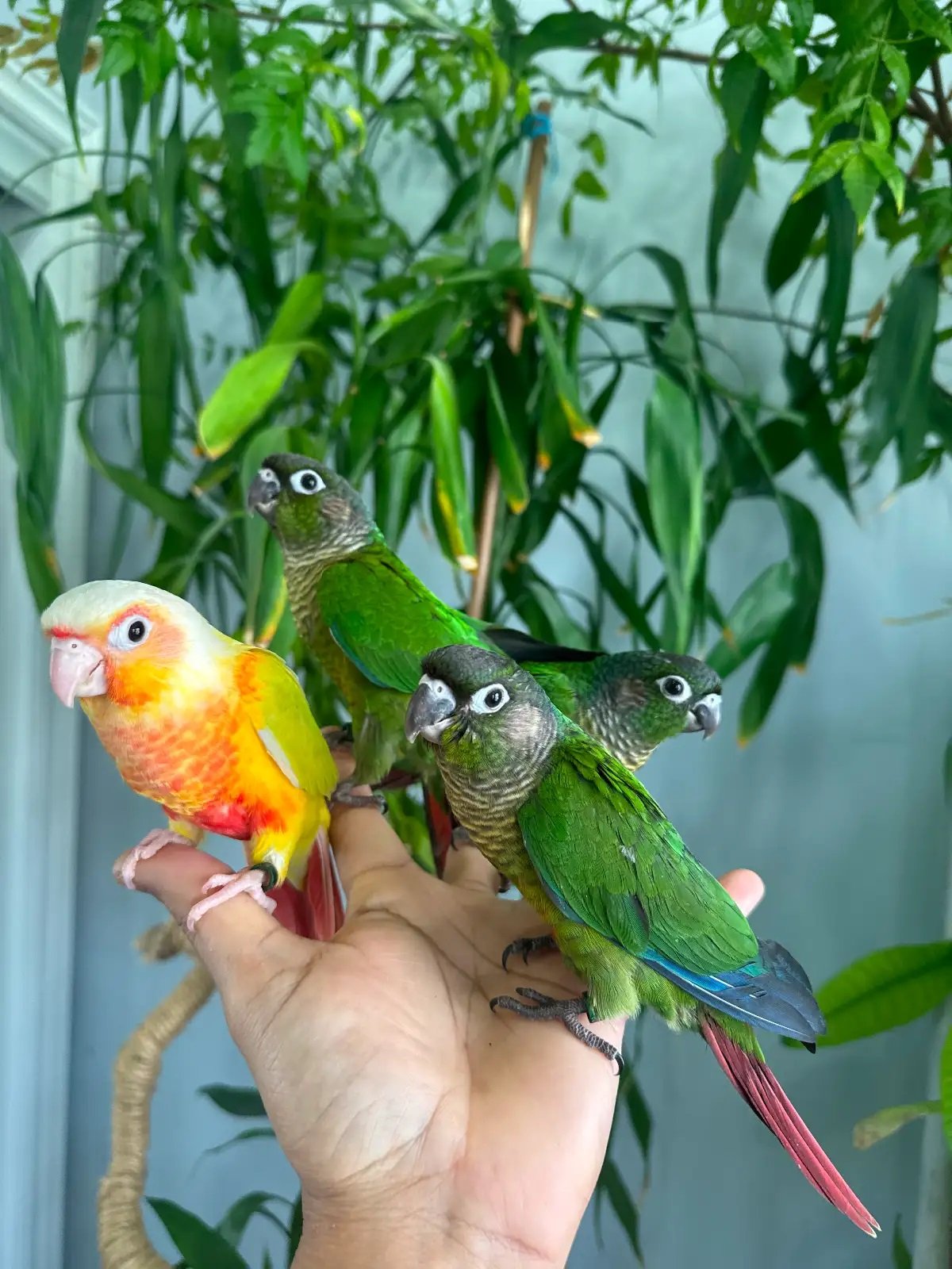 Beautiful Green Cheek Conure – Tame & Affectionate - Image 3