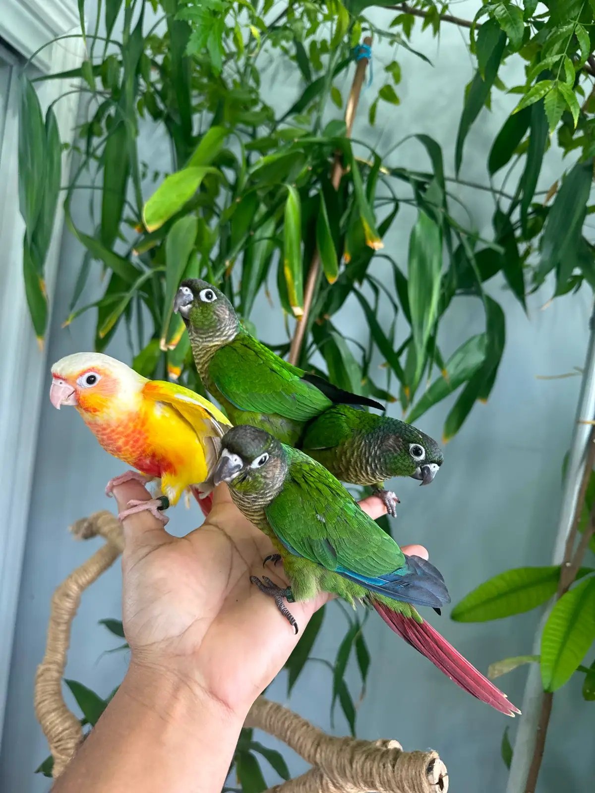Beautiful Green Cheek Conure – Tame & Affectionate - Image 4