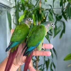 Beautiful Green Cheek Conure – Tame & Affectionate