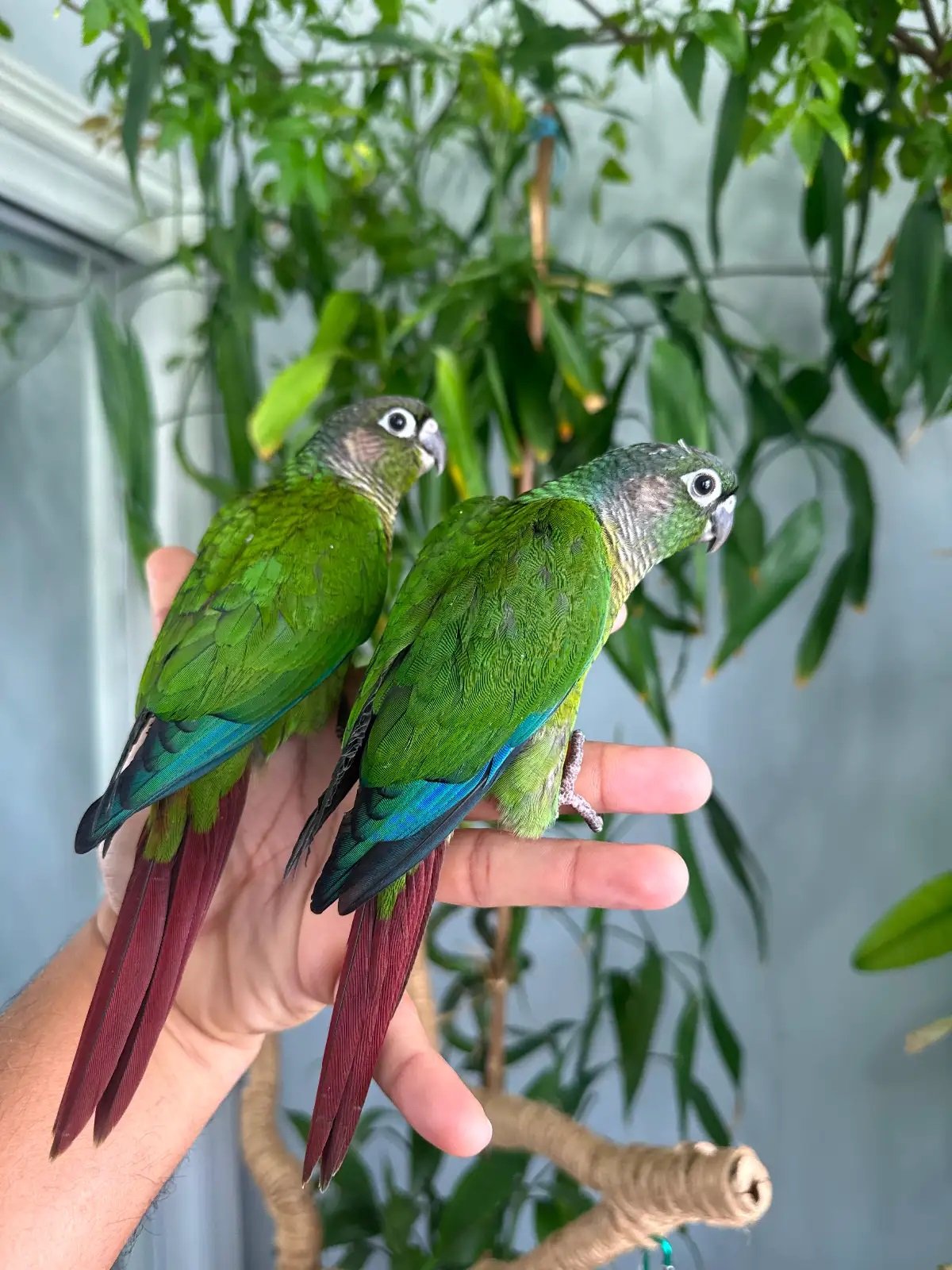 Beautiful Green Cheek Conure – Tame & Affectionate