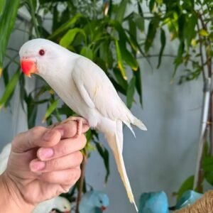 Hand-Tame Albino/white Indian Ringneck Parrot – Well Socialized
