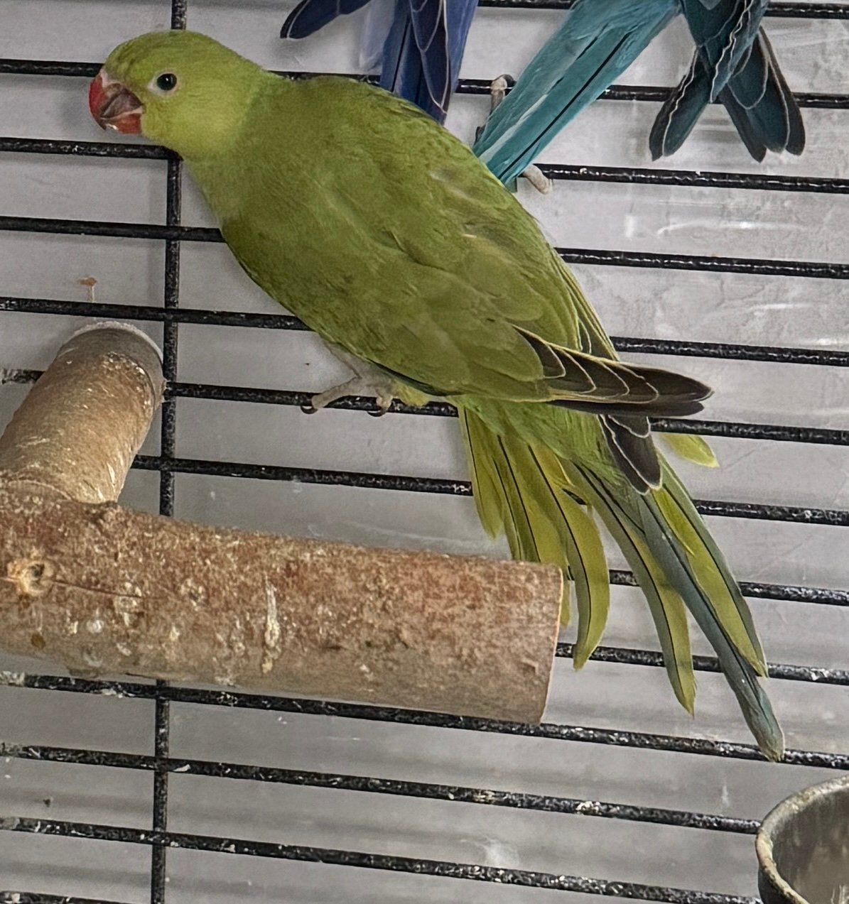 9 WEEKS HEALTHY RINGNECK BABY BORN WITH DEFECTIVE BEAK