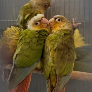 CONURE (PINEAPPLE)BABIES JUST WEANED