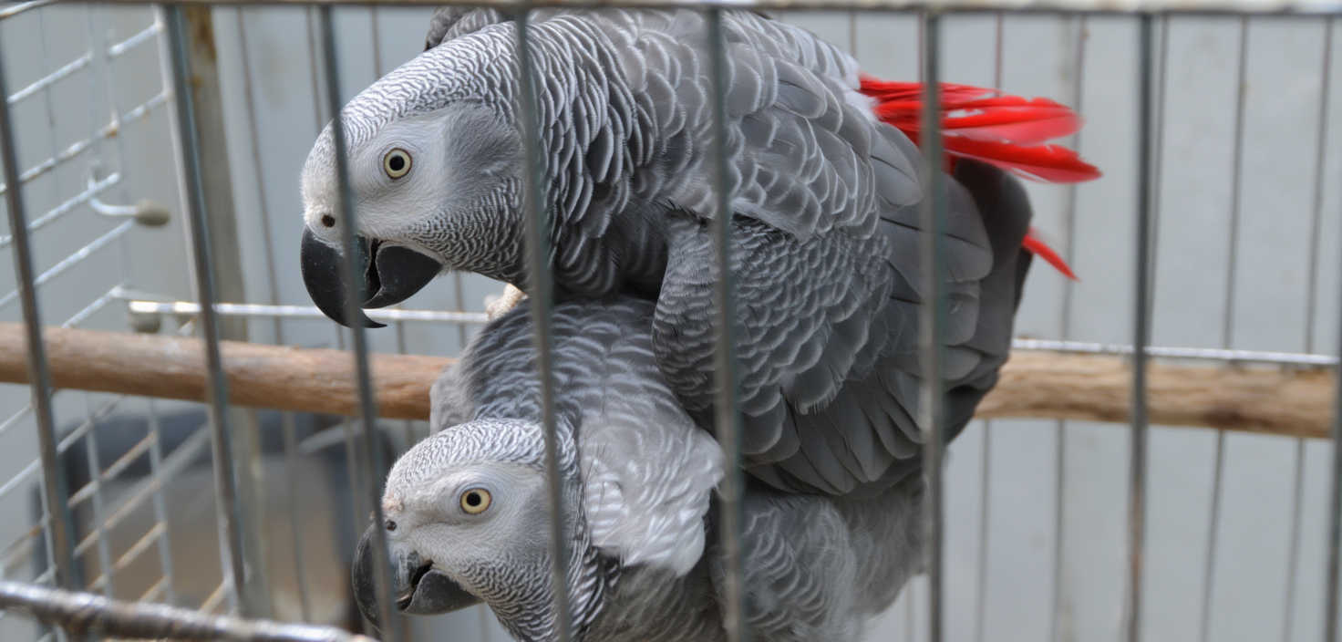 PROVEN BREEDING PAIR OF AFRICAN GREY