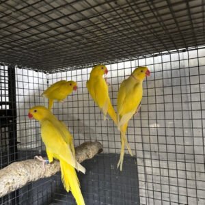 Great Breeding Potential-Yellow Indian Ringneck Female