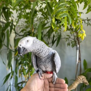 African grey parrot talking and tamed