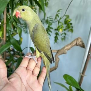 Olive Green Indian Ringneck Baby – Hand-Fed & Hand-Tame