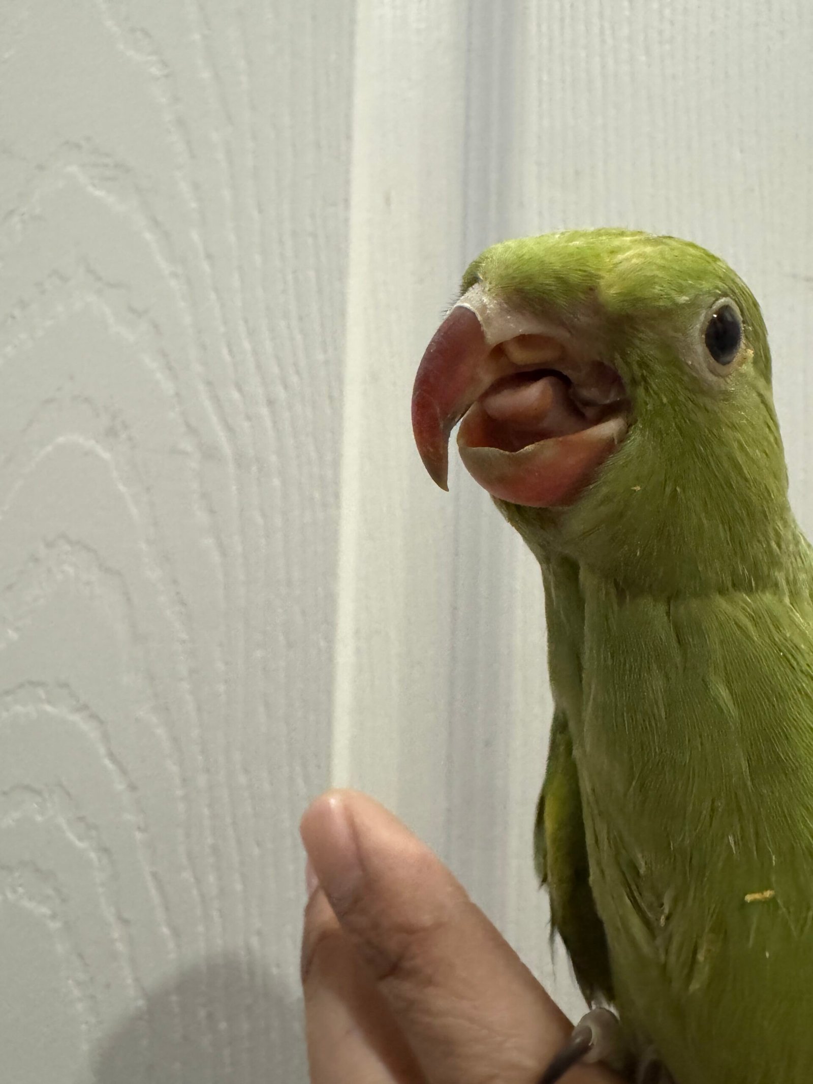9 WEEKS HEALTHY RINGNECK BABY BORN WITH DEFECTIVE BEAK - Image 2