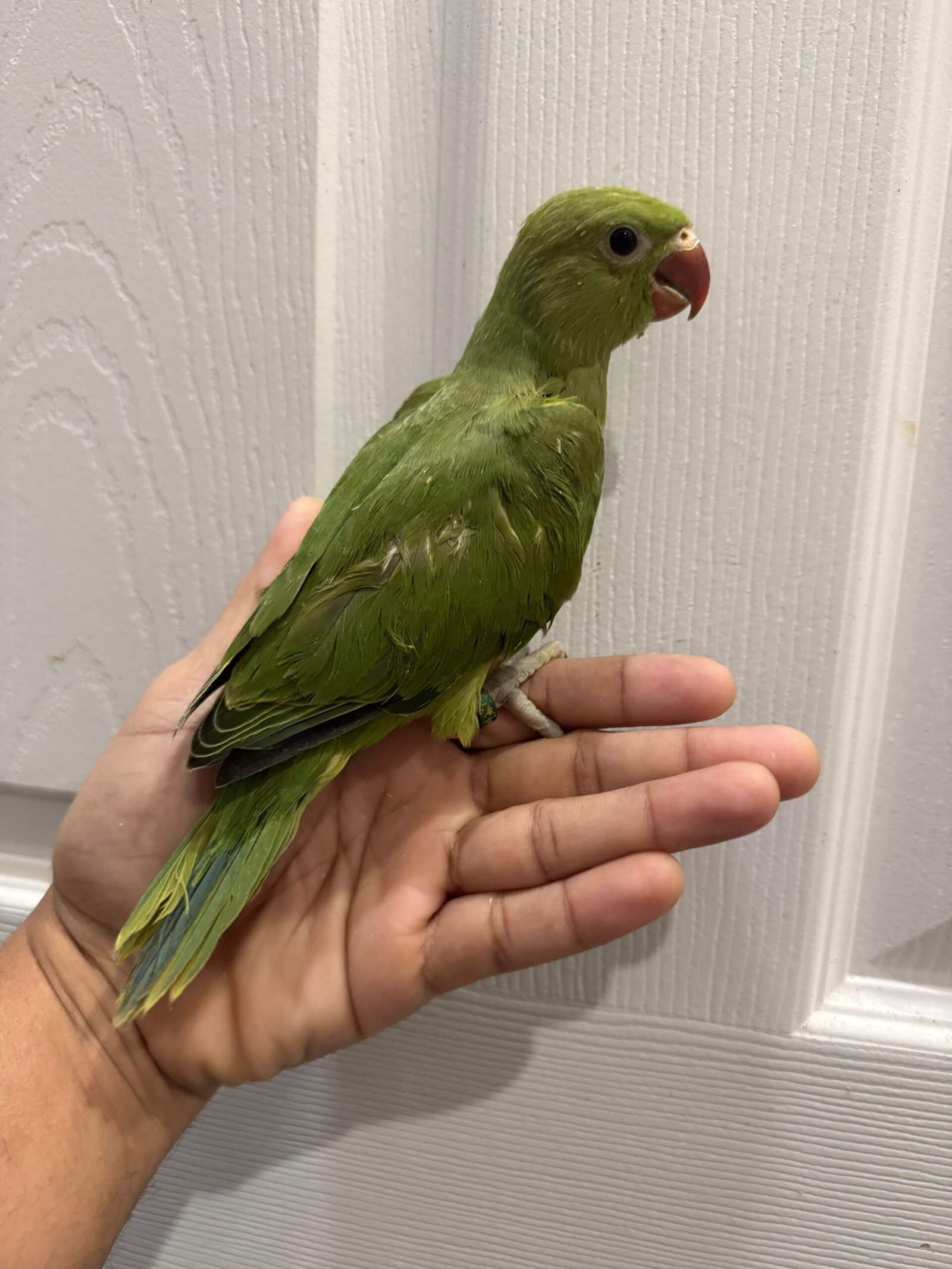 9 WEEKS HEALTHY RINGNECK BABY BORN WITH DEFECTIVE BEAK - Image 3