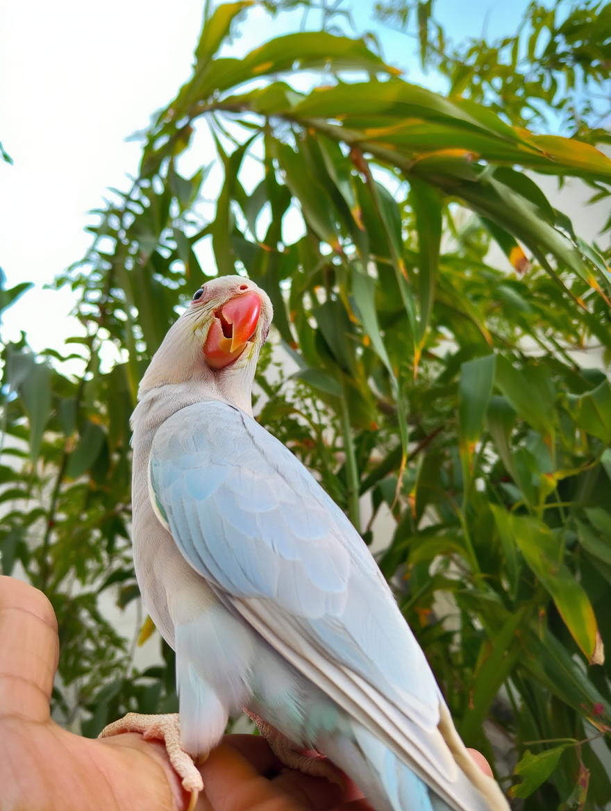Rare Blue Lacewing Indian female Ringneck – Hand-Raised & Hand-Tame! - Image 3