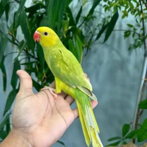 RARE Hand-Tame Green Lacewing Indian Ringneck - Well Socialized