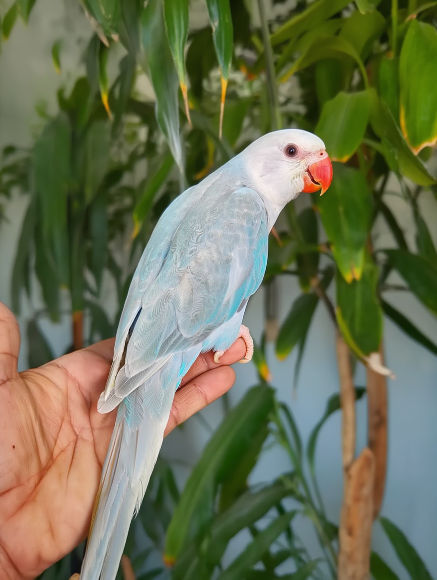 Rare Blue Lacewing Indian female Ringneck – Hand-Raised & Hand-Tame! - Image 4
