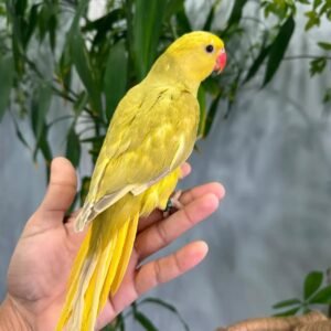 RARE Hand-Tame Olive Lacewing Indian Ringneck - Well Socialized
