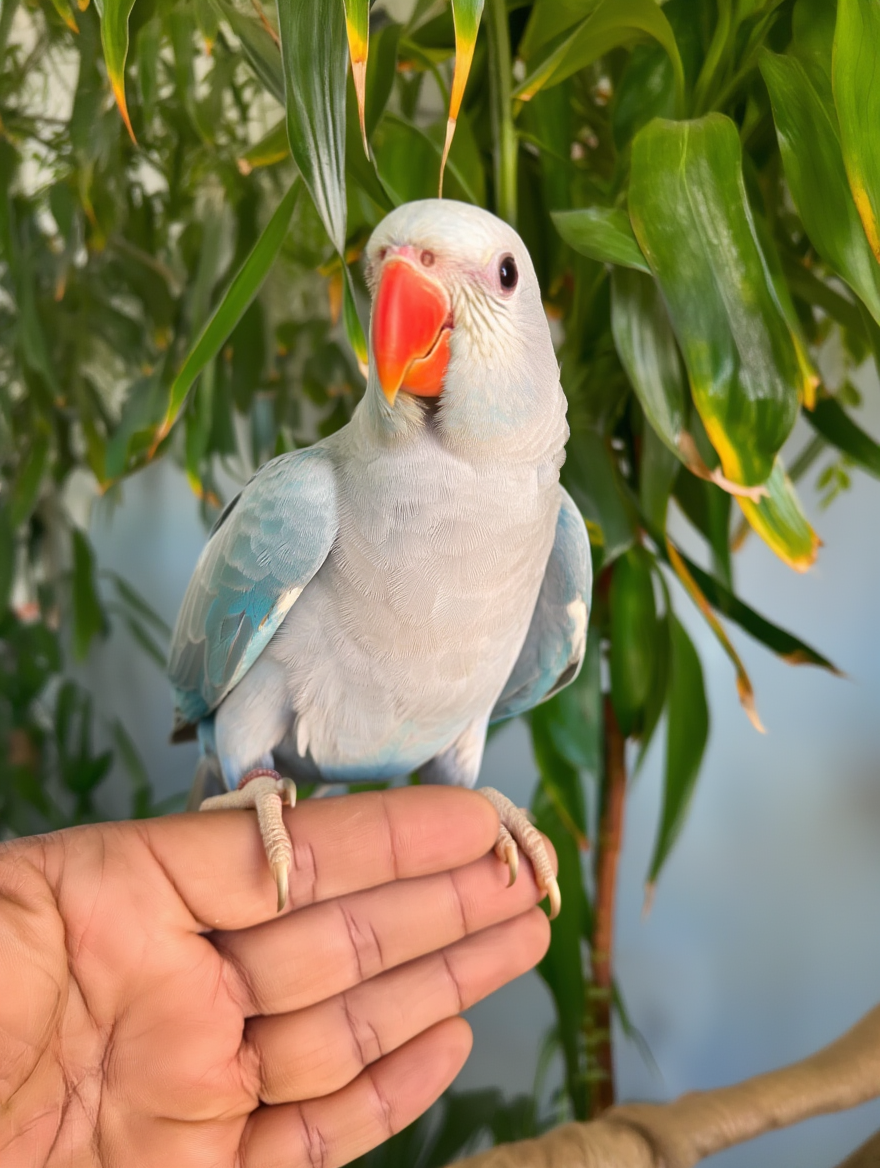 Rare Blue Lacewing Indian female Ringneck – Hand-Raised & Hand-Tame! - Image 5