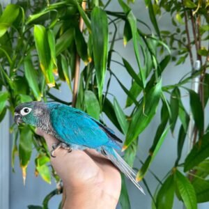 Turquoise Conure