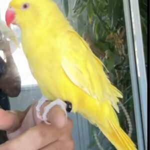ONE YEAR OLD YELLOW RINGNECK HAND TAME AND HAND RAISED