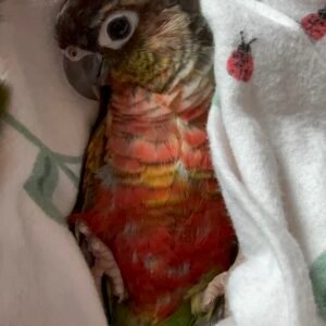 High Red Yellow-sided conure baby available