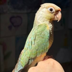 RARE Turquoise Pineapple Green Cheek Conure baby