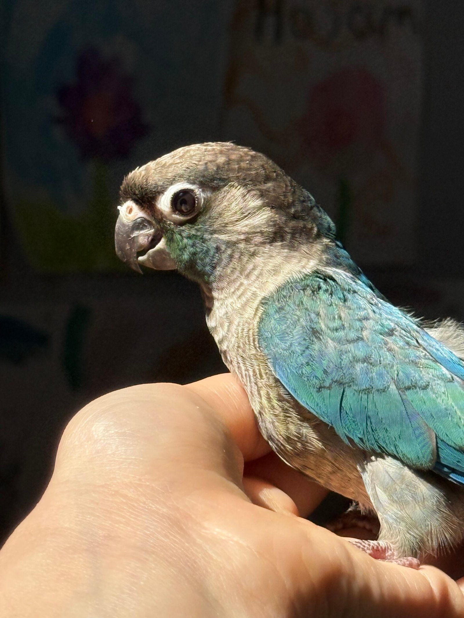 fully weaned Violet Green-Cheek Conure baby - Image 5