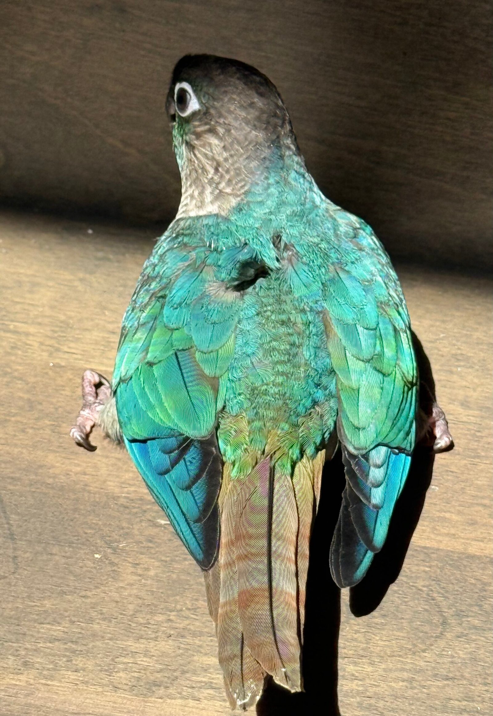 fully weaned Violet Green-Cheek Conure baby - Image 4