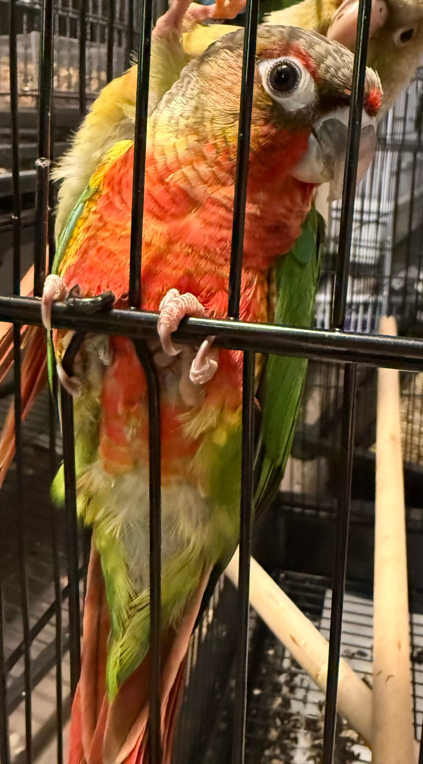 High Red Yellow-sided conure baby available - Image 4
