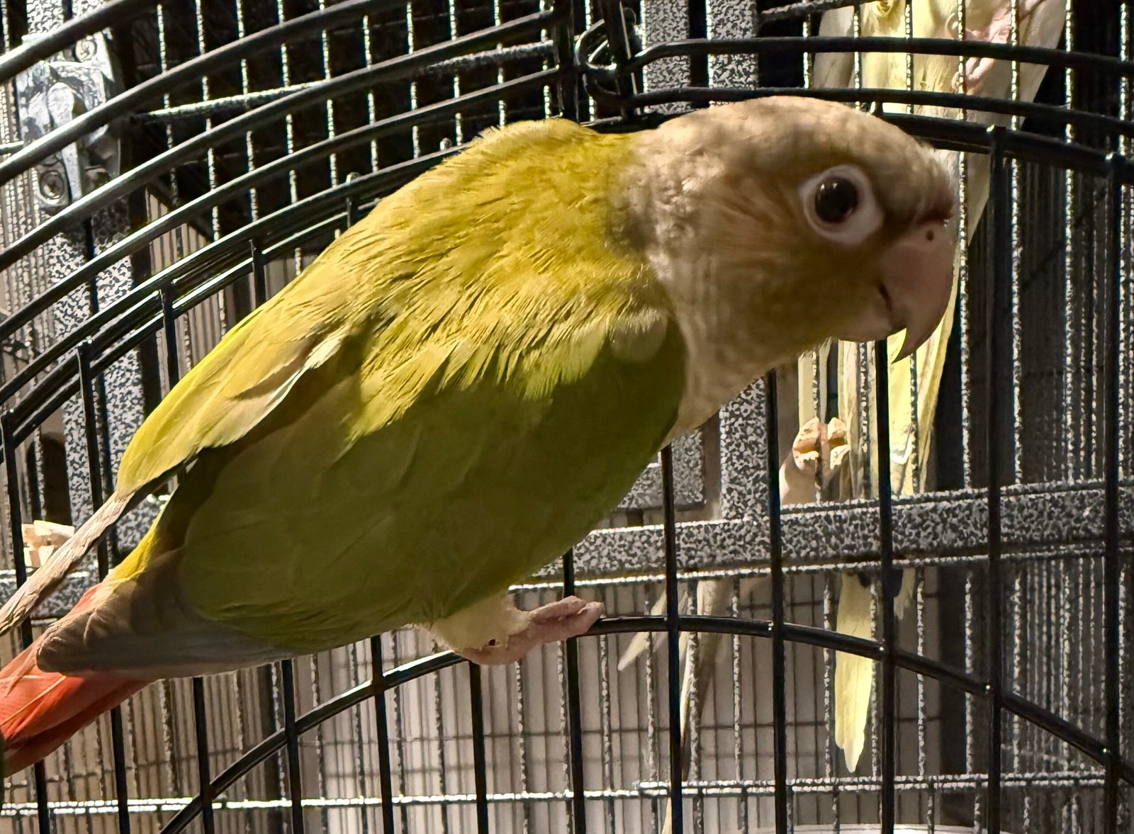 Cinnamon Green-Cheek Conure baby available