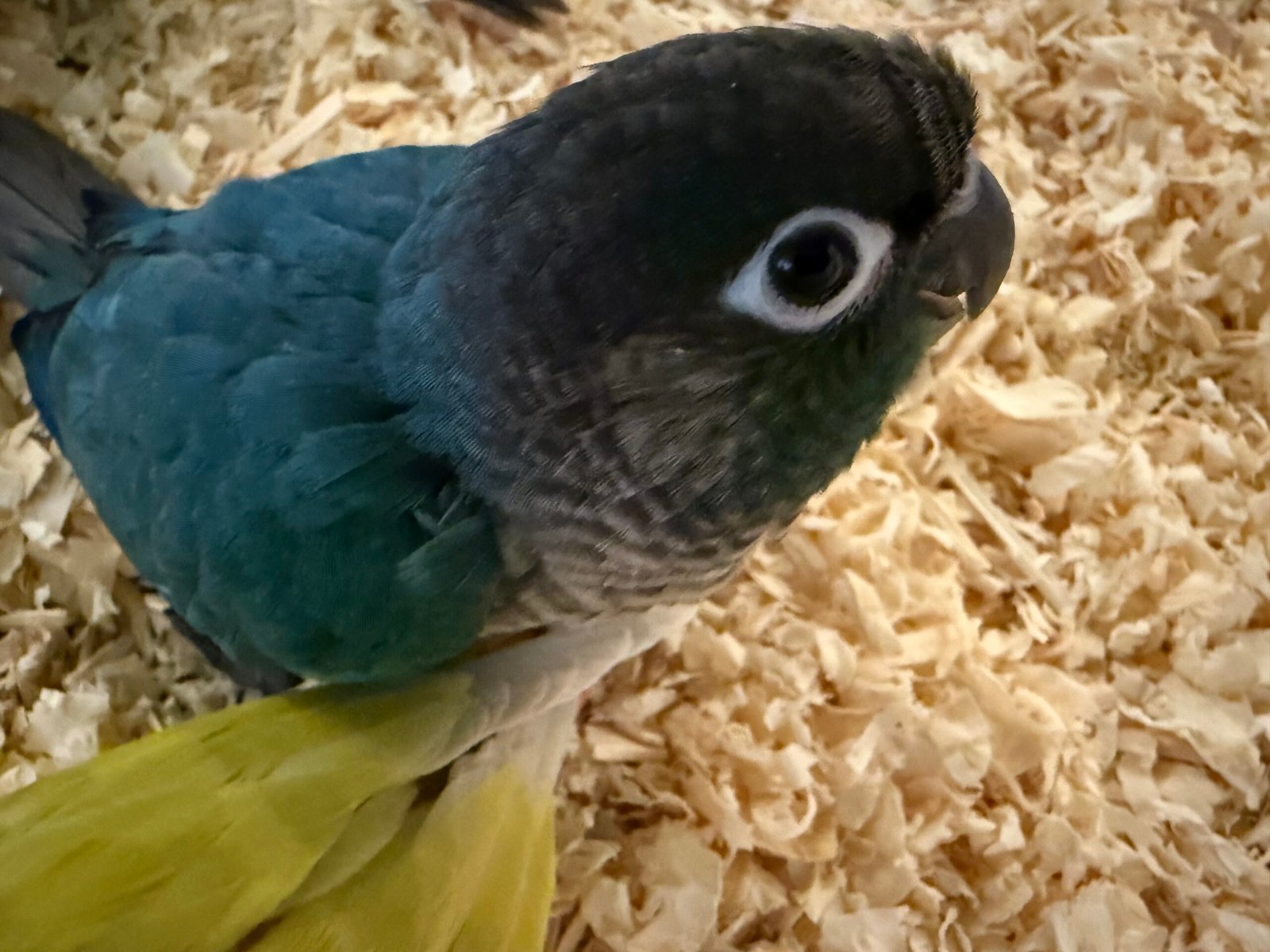 fully weaned Violet Green-Cheek Conure baby - Image 3