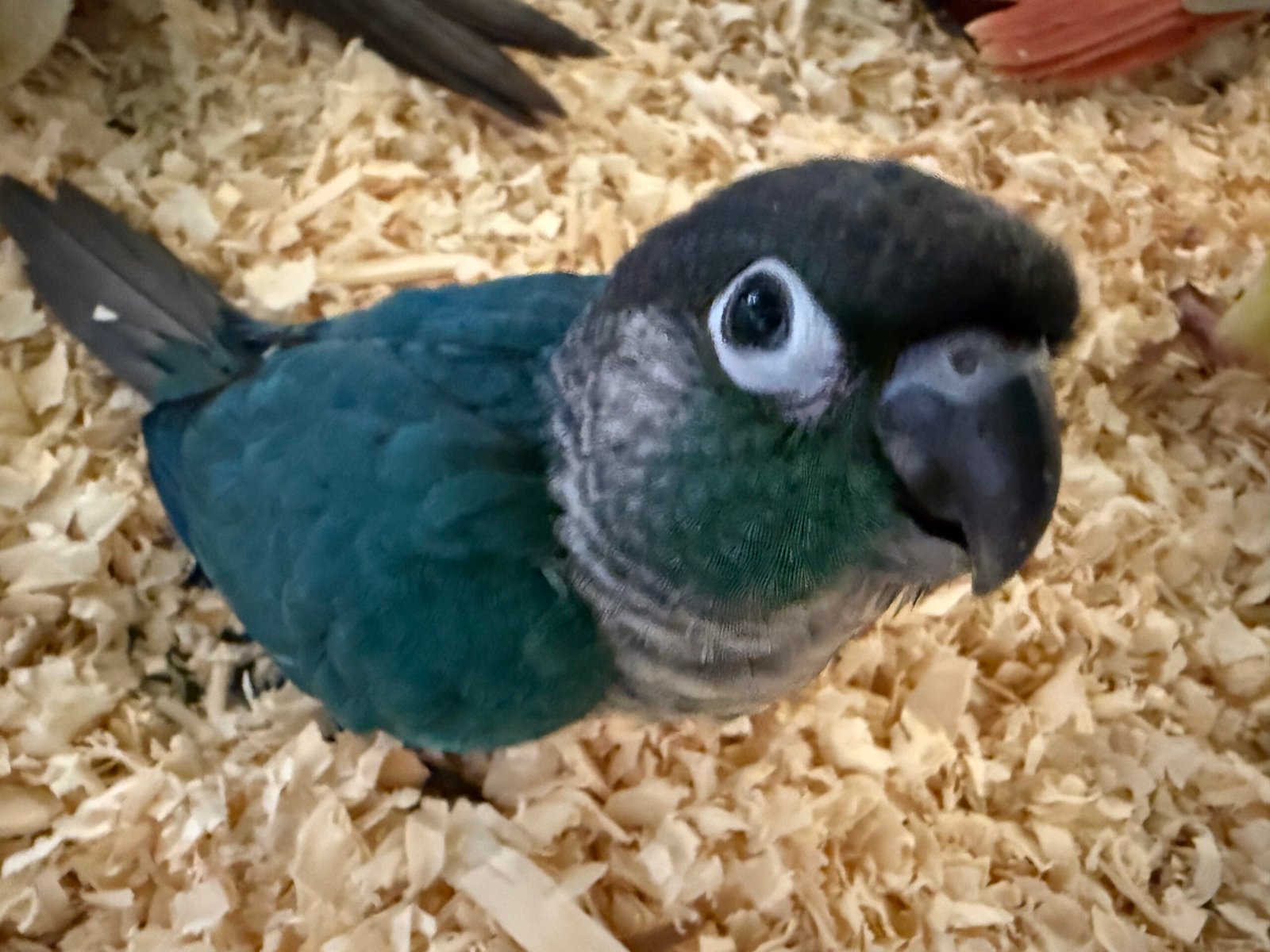 fully weaned Violet Green-Cheek Conure baby