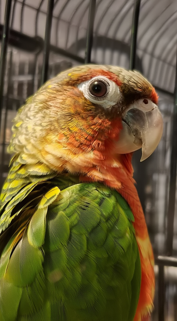 High Red Yellow-sided conure baby available - Image 3