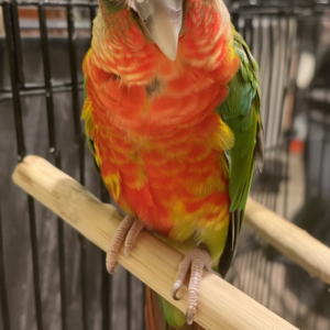 High Red Yellow-sided conure baby available