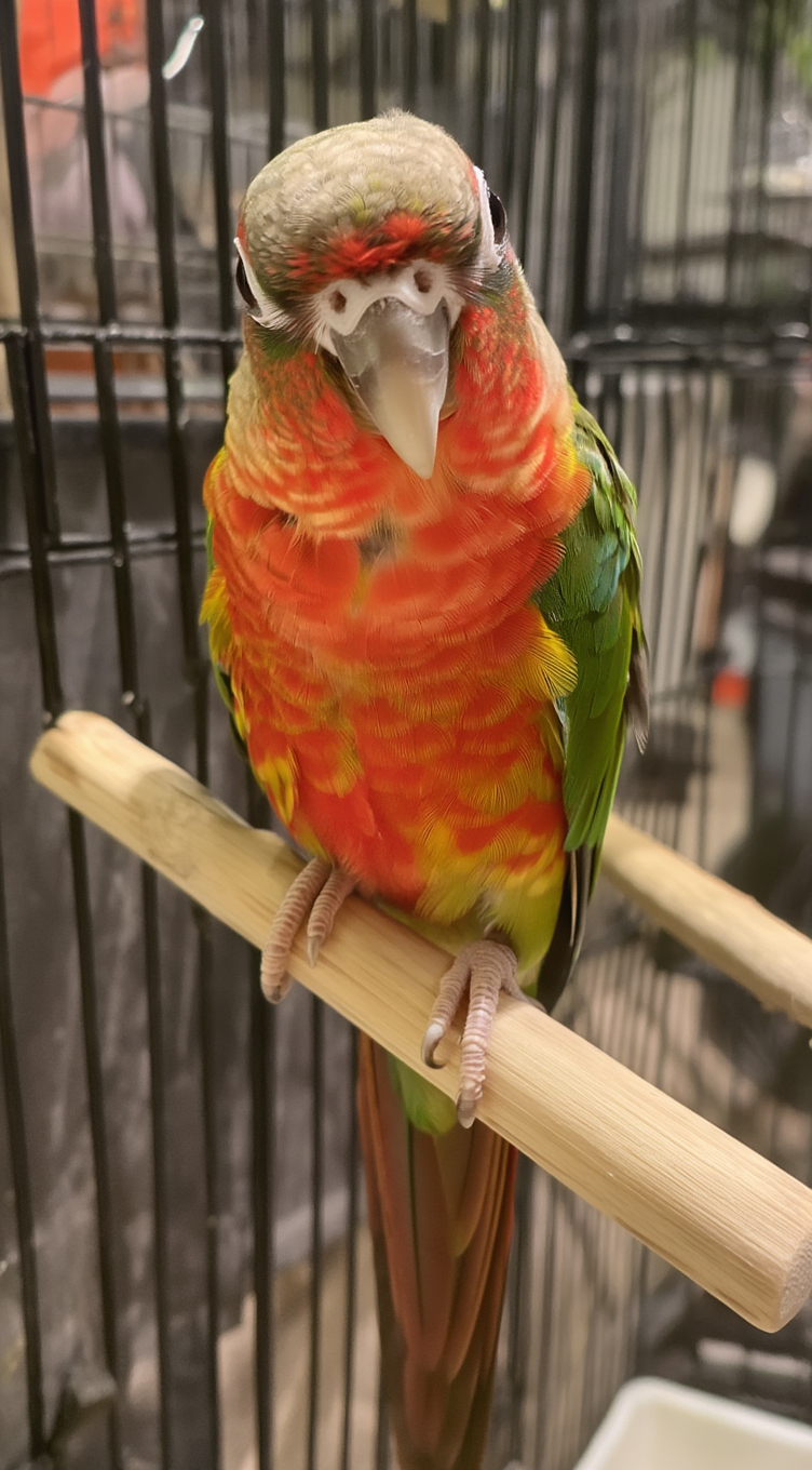 High Red Yellow-sided conure baby available