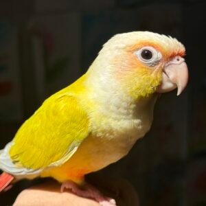 Suncheek conure baby fully weaned