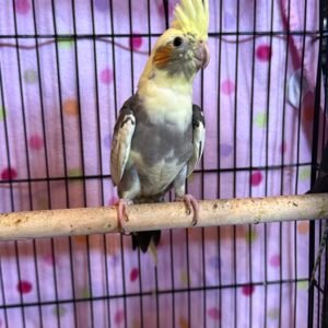 Young Cockatiel – Friendly & Beautiful