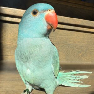 Rare Blue Turquoise Indian Ringneck Baby – Hand-Fed & Friendly
