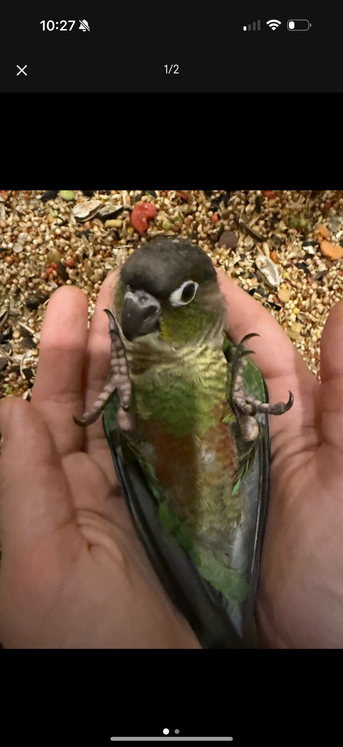 green cheek conure baby fully weaned