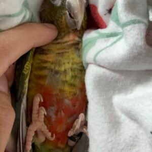 green cheek conure - 4 months old