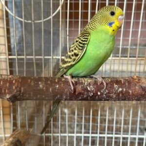 5-Week-Old Budgies