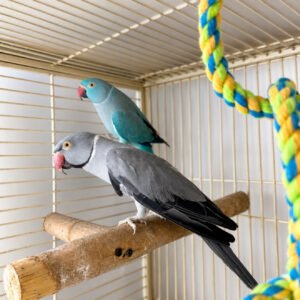 Breeding pair INDIAN RINGNECK PARROTS